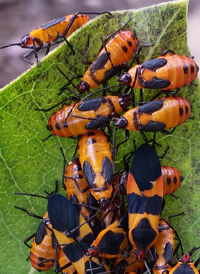 Large Milkweed Bug